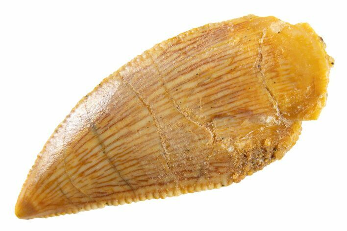 Serrated Raptor Tooth - Real Dinosaur Tooth #347016